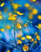 Sfondi Spring Yellow Flowers Blue Bokeh 176x220