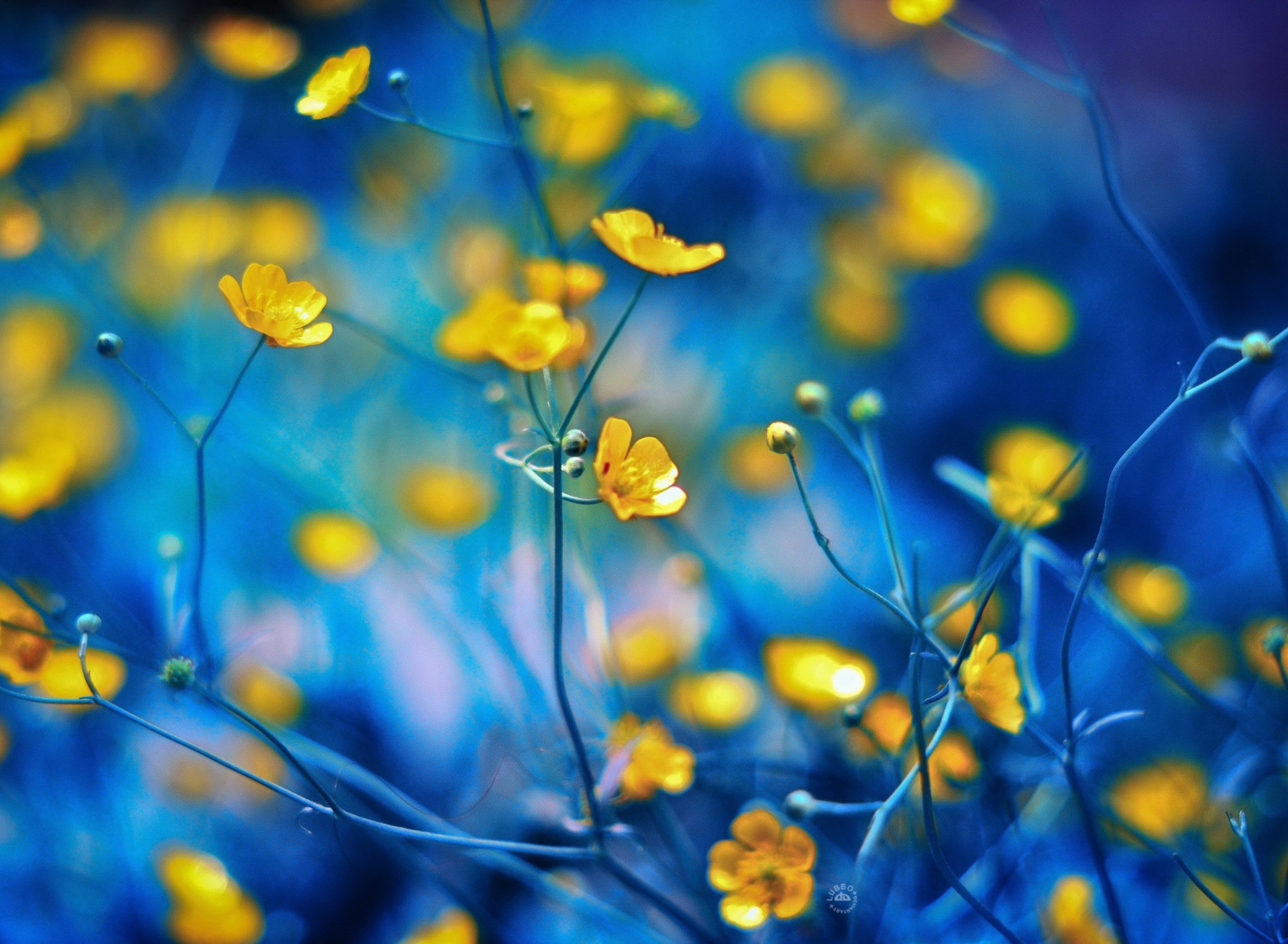 Das Spring Yellow Flowers Blue Bokeh Wallpaper 1920x1408