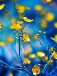 Screenshot №1 pro téma Spring Yellow Flowers Blue Bokeh 240x320