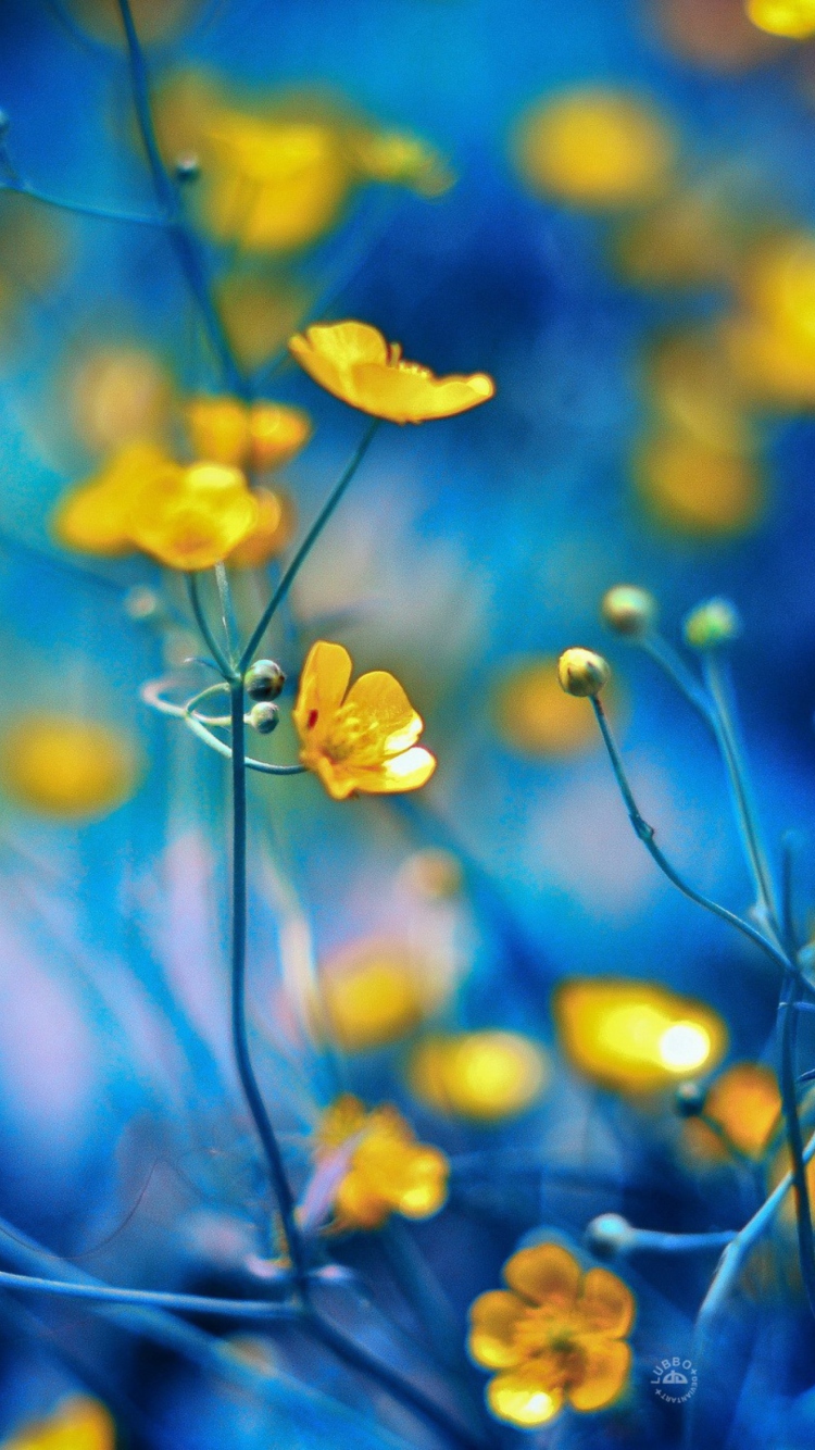 Fondo de pantalla Spring Yellow Flowers Blue Bokeh 750x1334