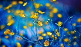 Spring Yellow Flowers Blue Bokeh - Obrázkek zdarma pro Samsung Galaxy S 4G