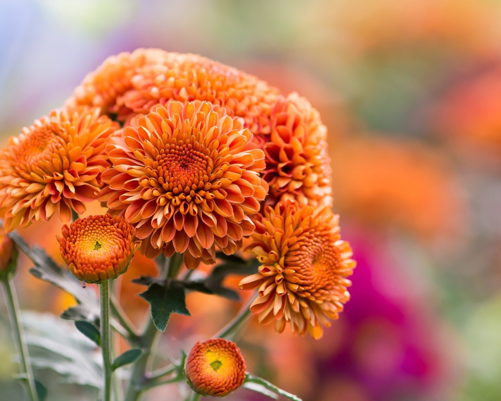 Das Orange Chrysanthemum Wallpaper 1600x1280