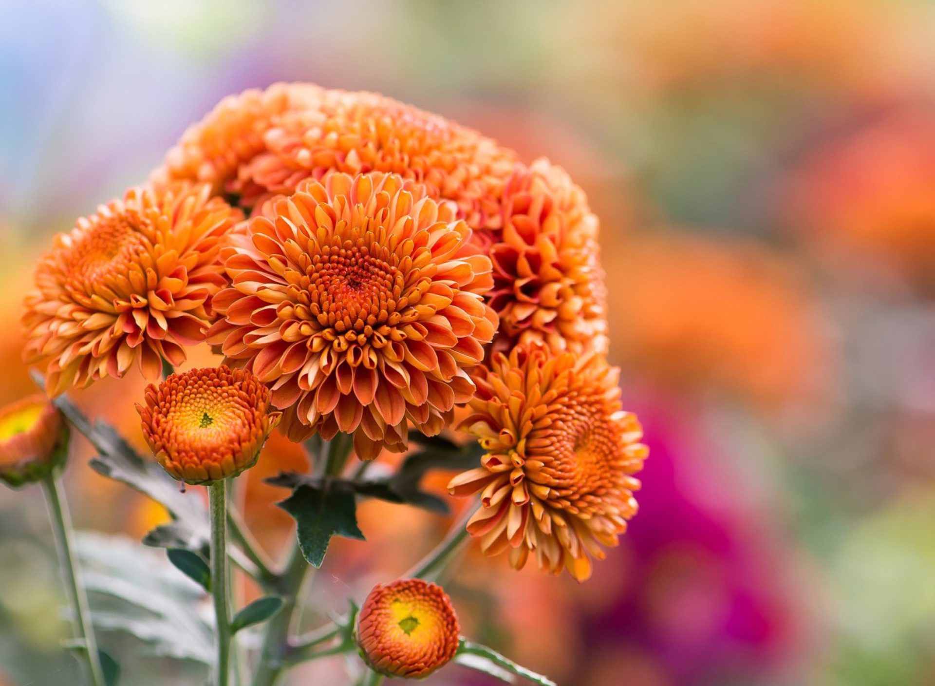 Fondo de pantalla Orange Chrysanthemum 1920x1408