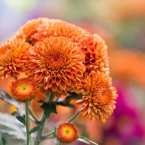 Screenshot №1 pro téma Orange Chrysanthemum 208x208