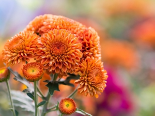 Das Orange Chrysanthemum Wallpaper 320x240