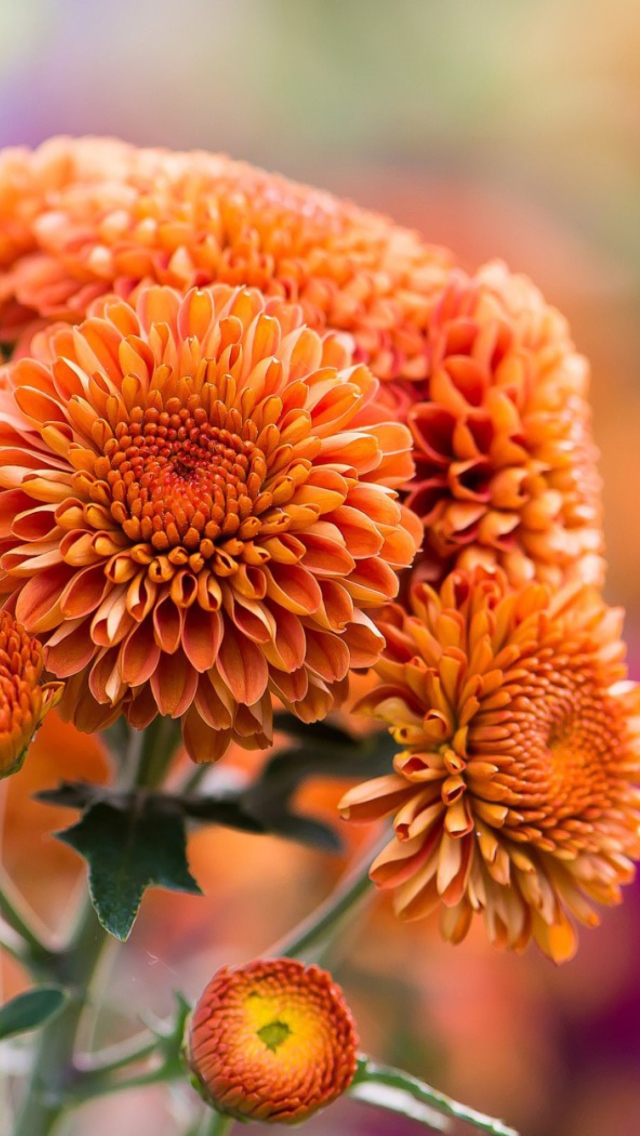 Das Orange Chrysanthemum Wallpaper 640x1136