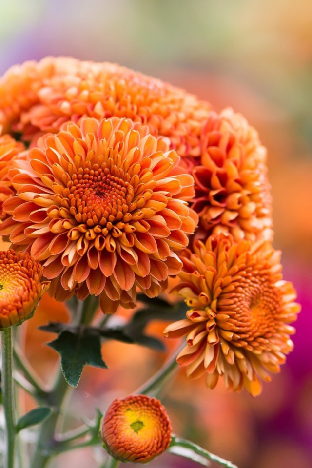 Screenshot №1 pro téma Orange Chrysanthemum 640x960