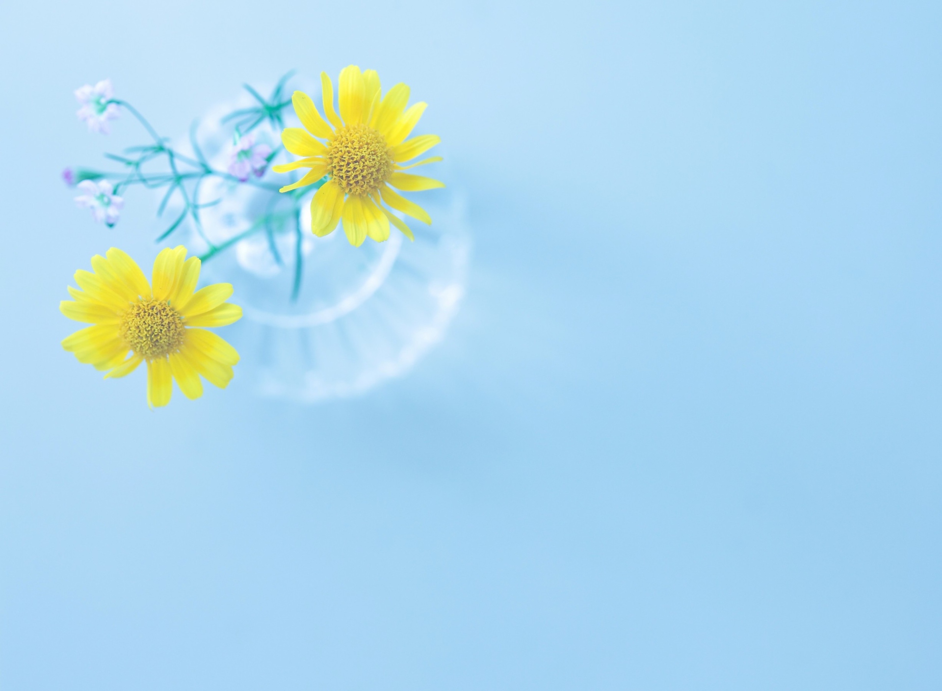 Sfondi Yellow Daisies In Vase 1920x1408