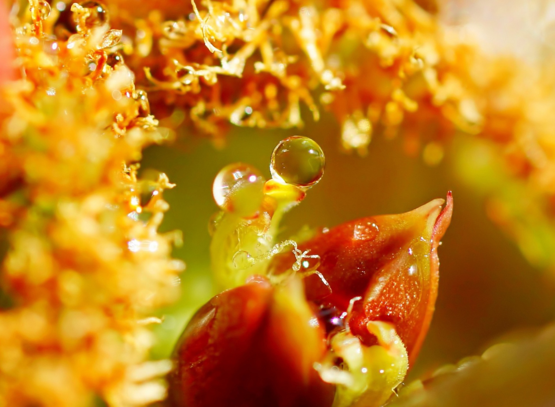 Sfondi Flower with Drops 1920x1408