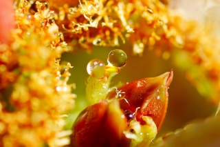Flower with Drops - Obrázkek zdarma pro Xiaomi Mi 4