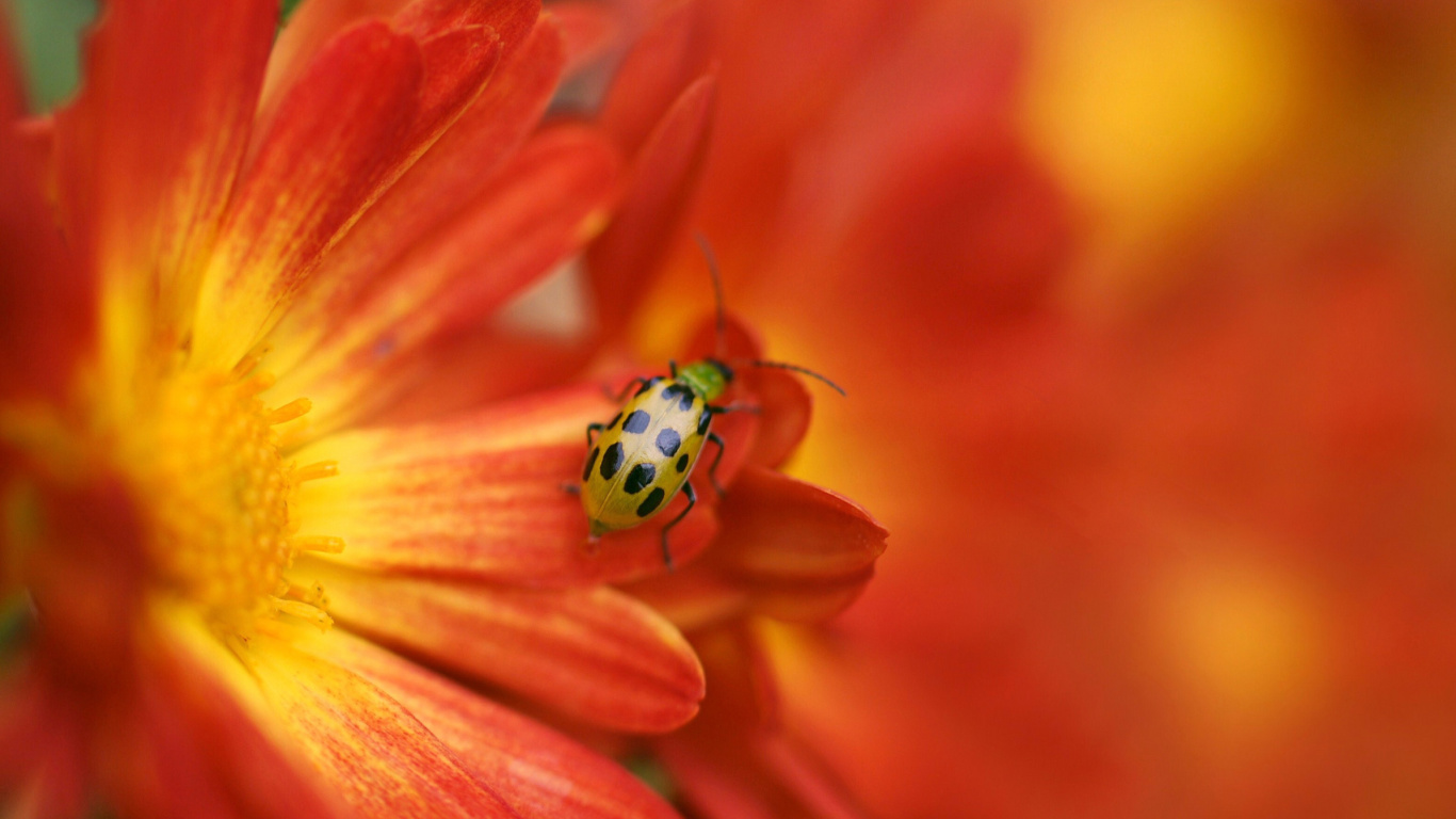 Das Red Flowers and Ladybug Wallpaper 1366x768