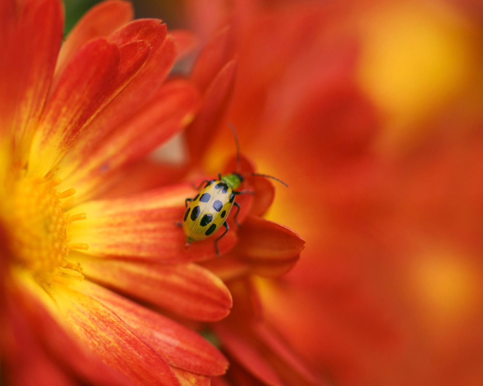 Das Red Flowers and Ladybug Wallpaper 1600x1280