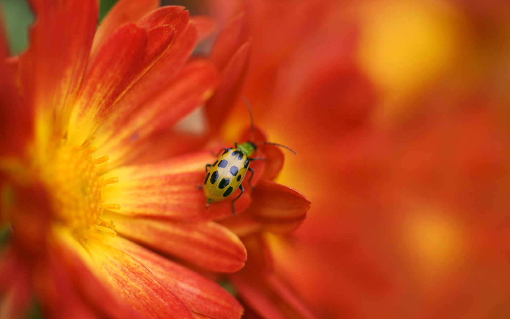 Das Red Flowers and Ladybug Wallpaper 1680x1050