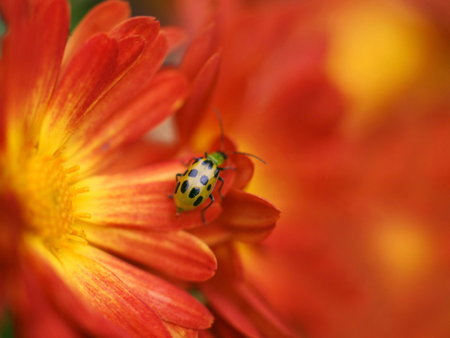 Red Flowers and Ladybug wallpaper 640x480