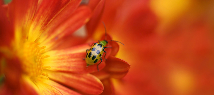 Fondo de pantalla Red Flowers and Ladybug 720x320
