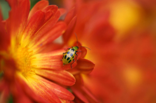 Red Flowers and Ladybug Background for Android, iPhone and iPad