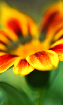 Screenshot №1 pro téma Macro Flower Photo 240x400