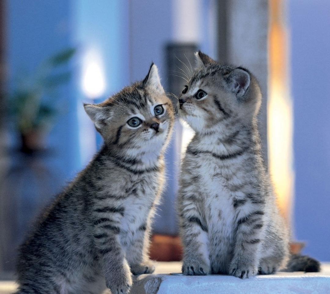 Das Two Kittens Wallpaper 1080x960