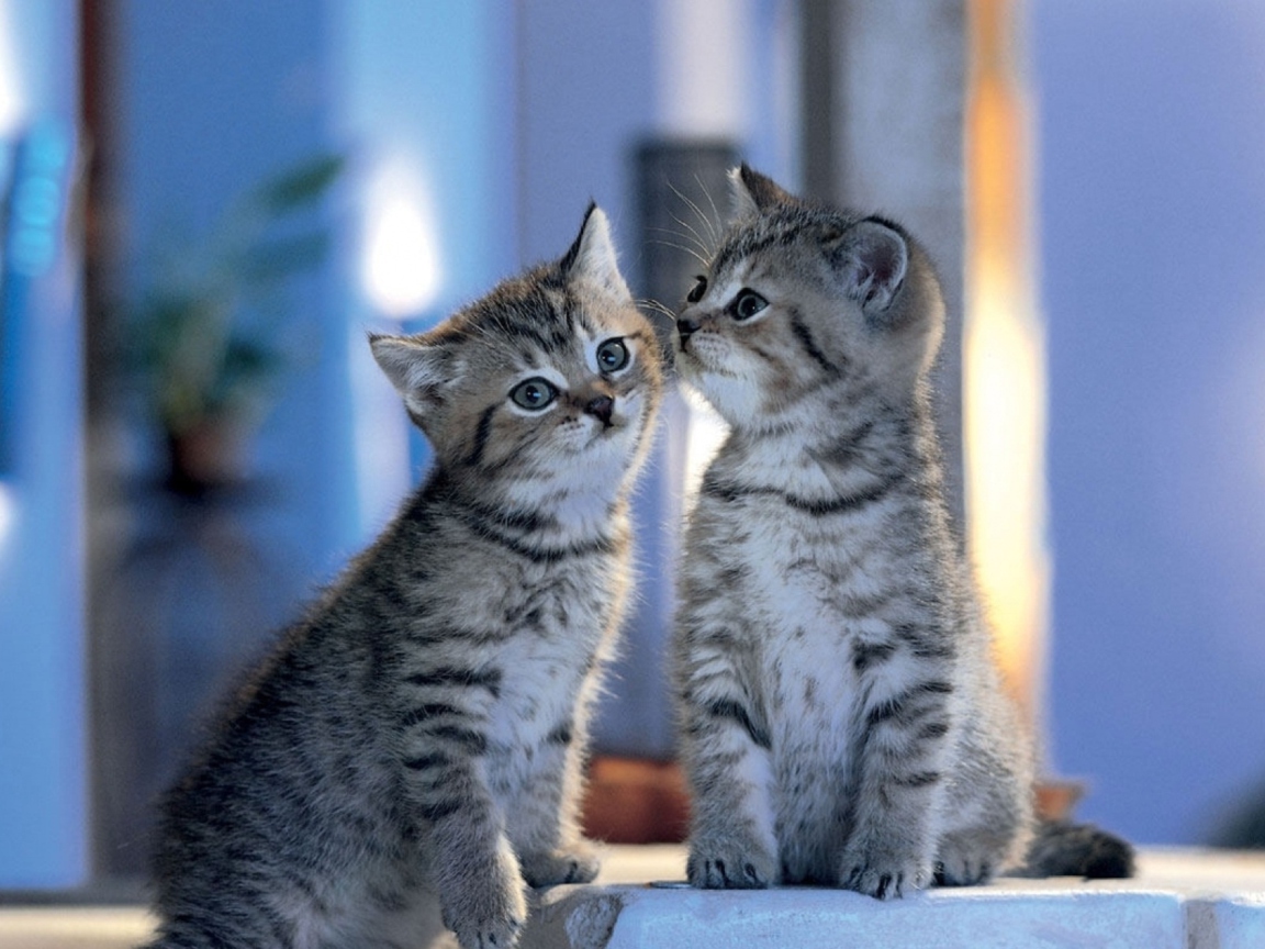 Two Kittens wallpaper 1152x864