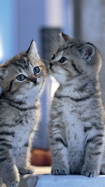 Das Two Kittens Wallpaper 360x640