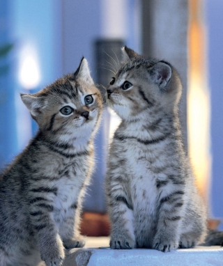 Two Kittens - Obrázkek zdarma pro Nokia Asha 308