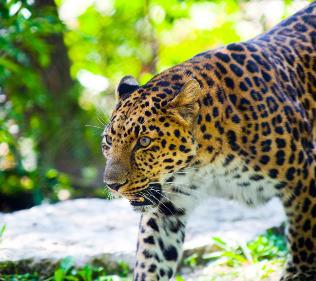 Fondo de pantalla Wild Leopard 1080x960