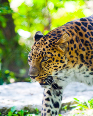 Wild Leopard sfondi gratuiti per Nokia Asha 309