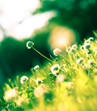 Sunny Field - Obrázkek zdarma pro 240x400