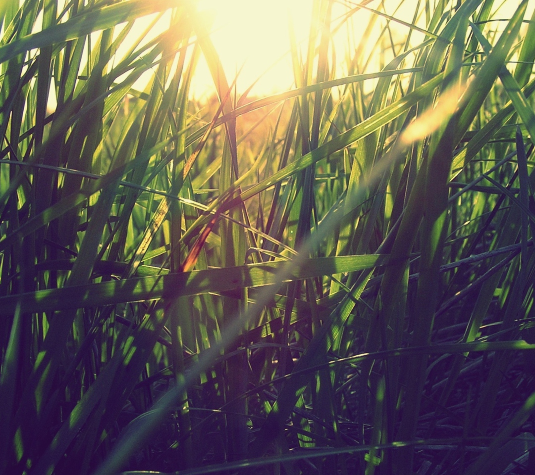 Sfondi Grass Under Sun 1080x960