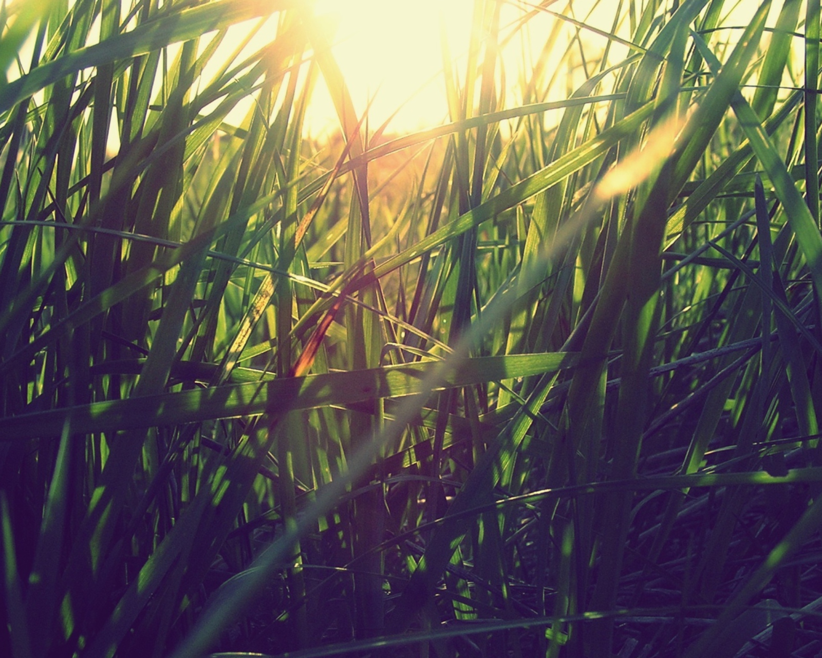 Обои Grass Under Sun 1600x1280