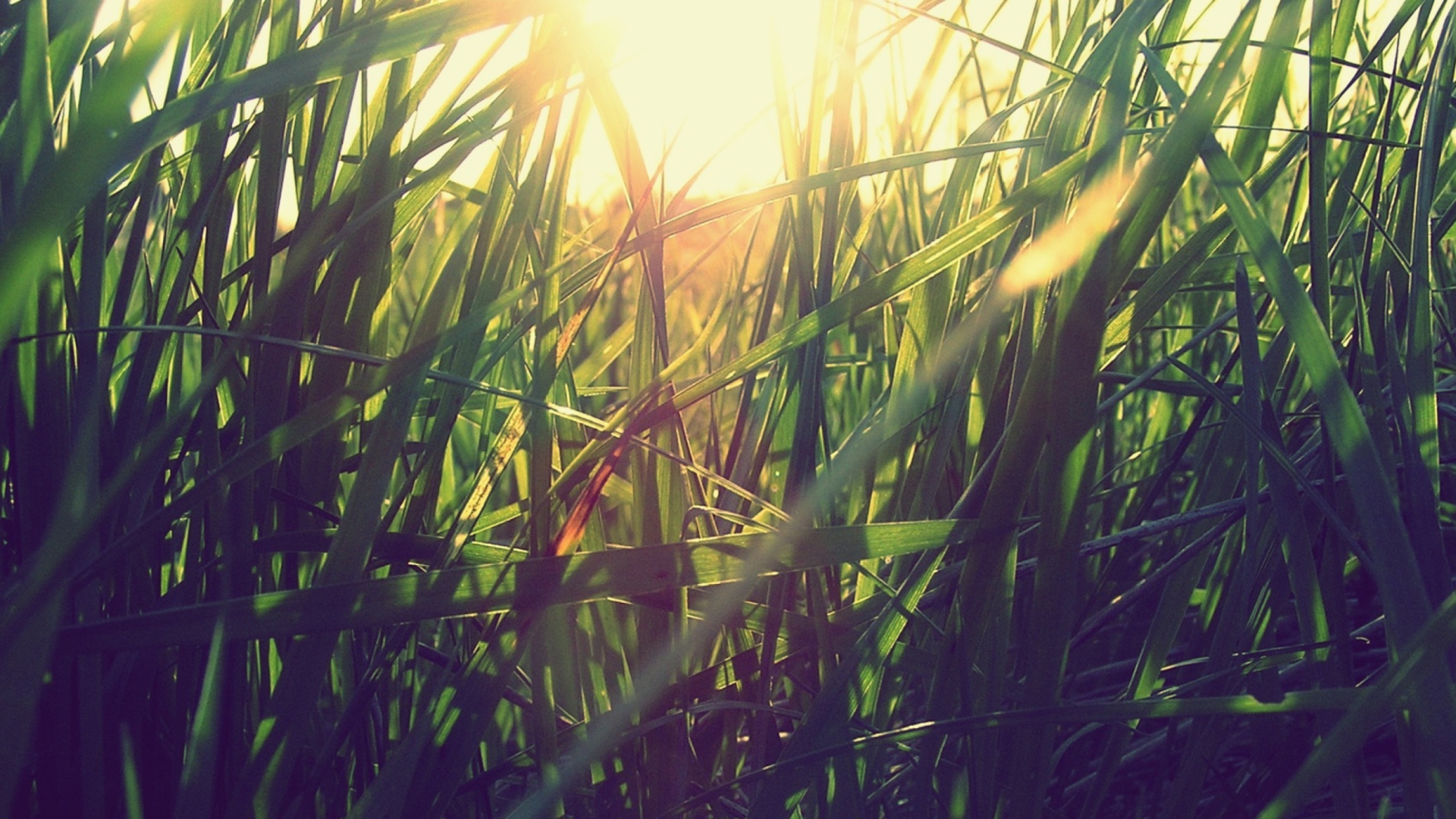 Sfondi Grass Under Sun 1920x1080