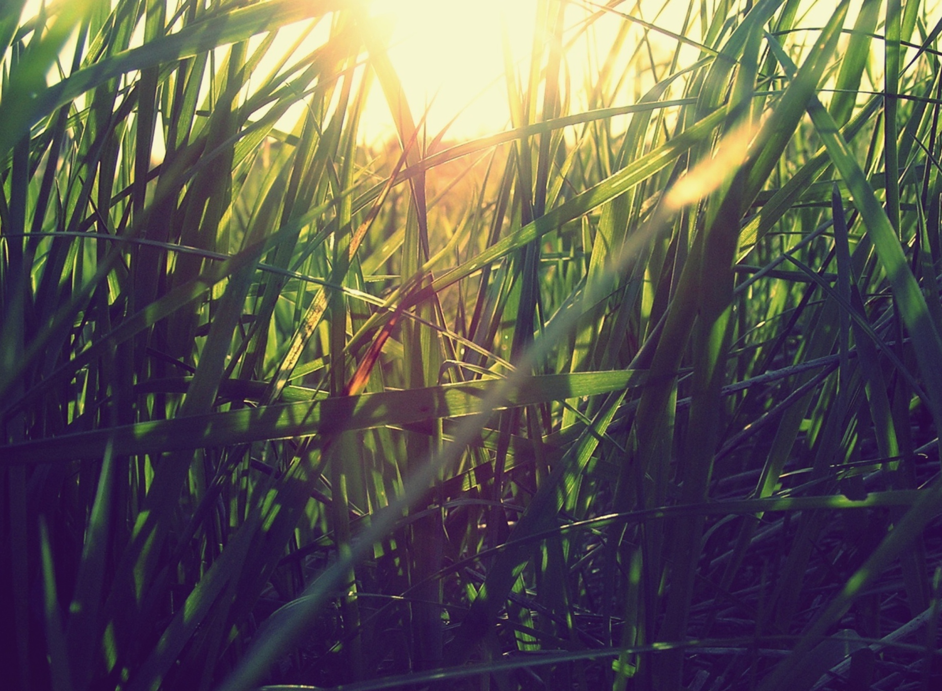 Обои Grass Under Sun 1920x1408
