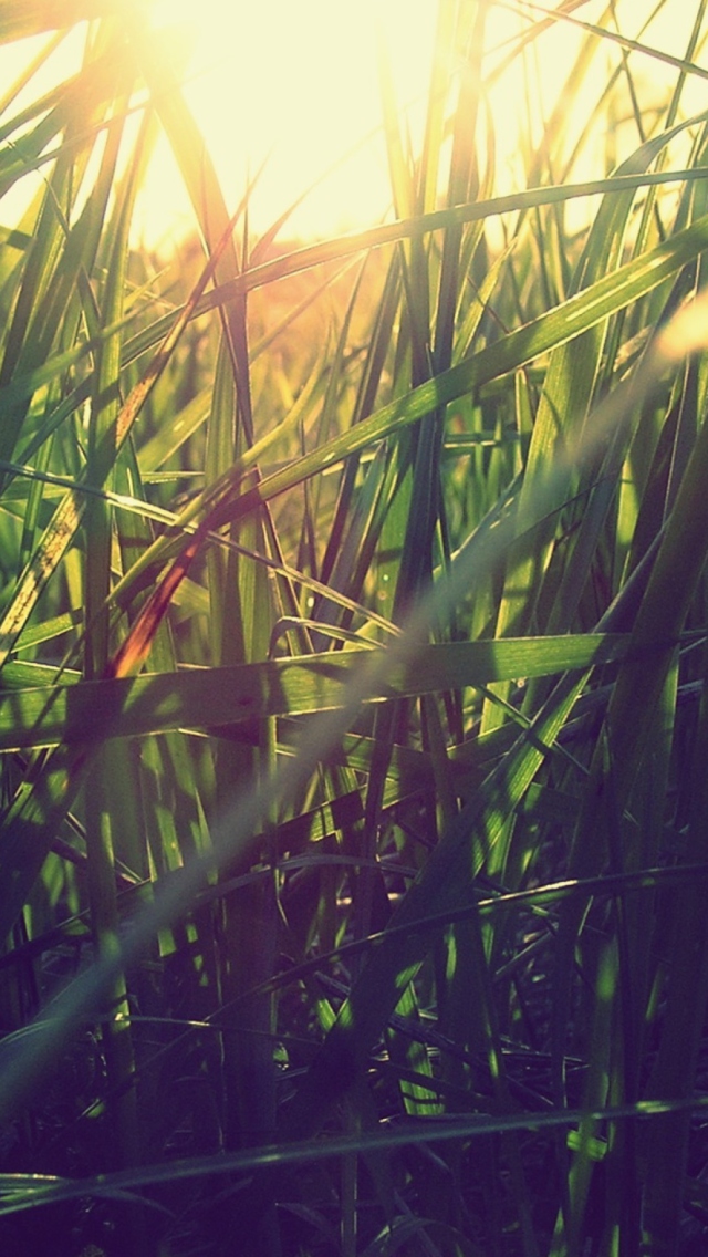 Grass Under Sun wallpaper 640x1136