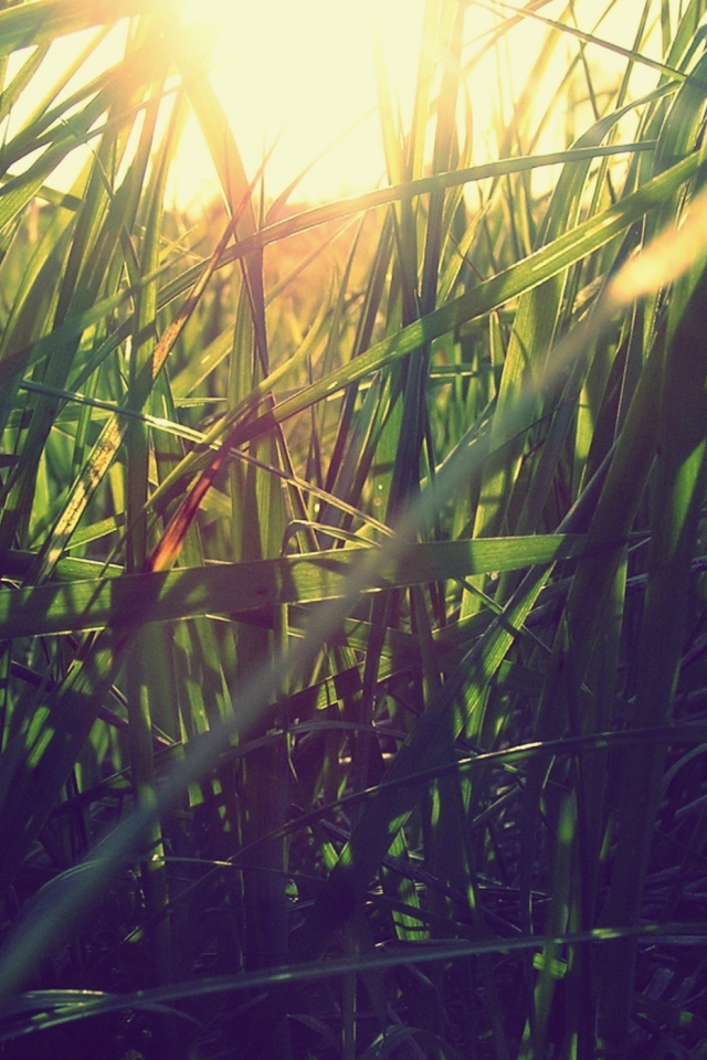 Grass Under Sun screenshot #1 640x960