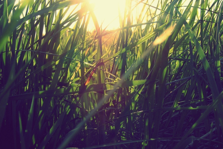 Sfondi Grass Under Sun
