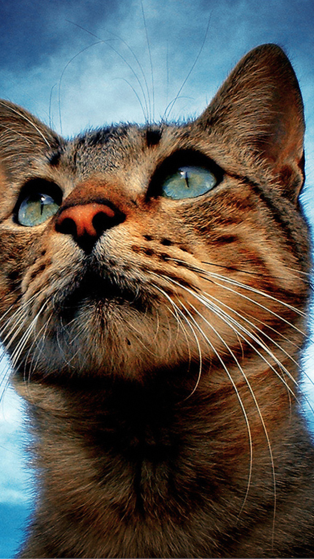 Portrait Of Cat screenshot #1 1080x1920