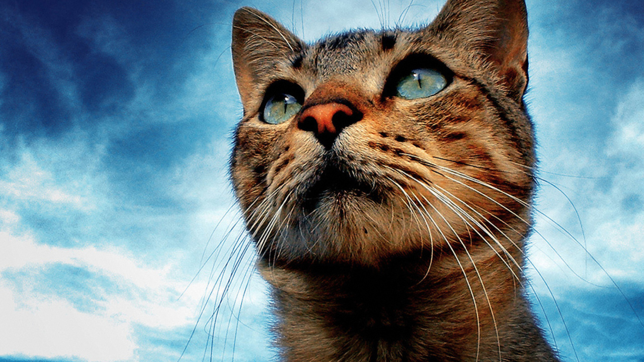 Portrait Of Cat screenshot #1 1280x720