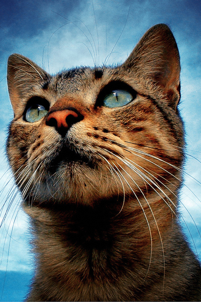 Das Portrait Of Cat Wallpaper 640x960