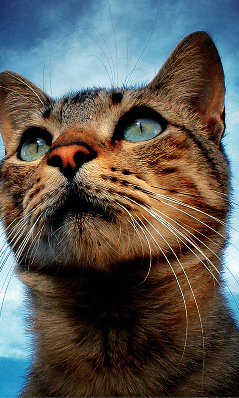Portrait Of Cat screenshot #1 768x1280