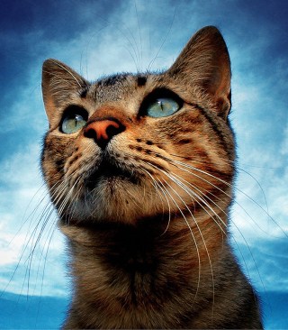 Portrait Of Cat sfondi gratuiti per iPhone 3G