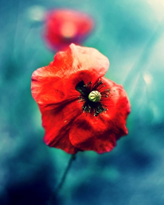 Amazing Poppy Close Up - Obrázkek zdarma pro iPhone 4S