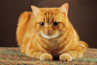 Free Ginger Cat Picture for Android, iPhone and iPad