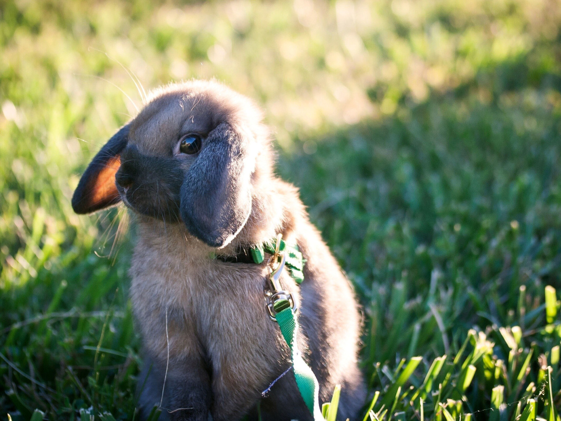 Sfondi Funny And Cute Bunny Rabbit 1152x864