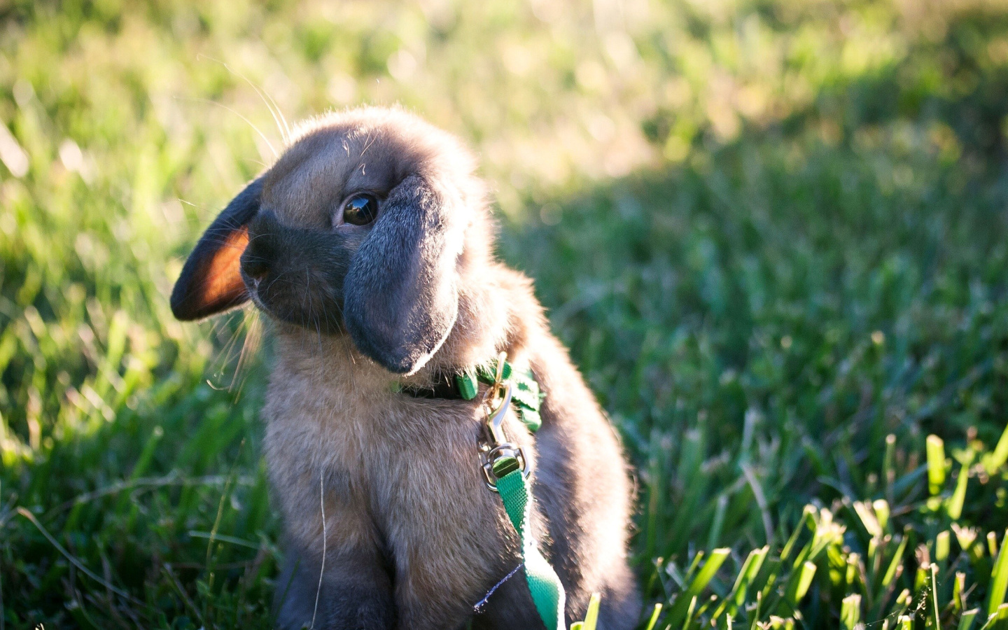 Sfondi Funny And Cute Bunny Rabbit 1440x900