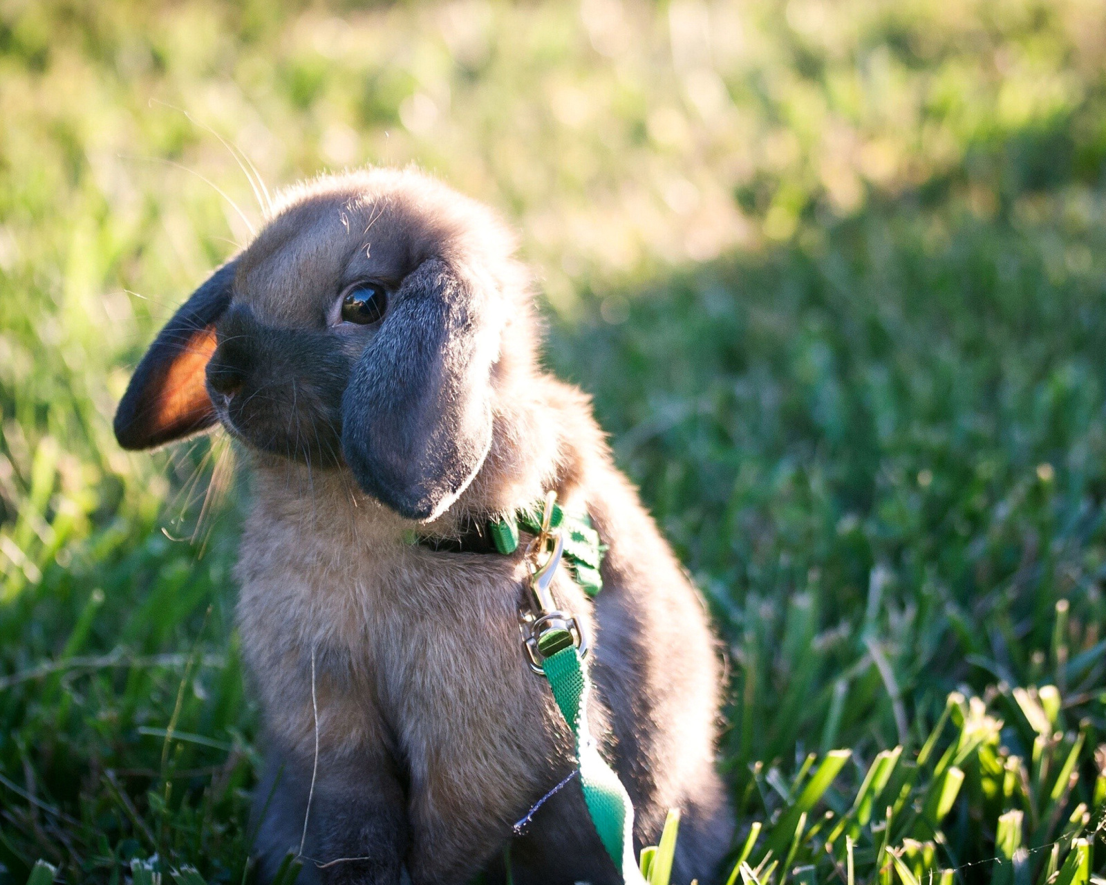 Fondo de pantalla Funny And Cute Bunny Rabbit 1600x1280