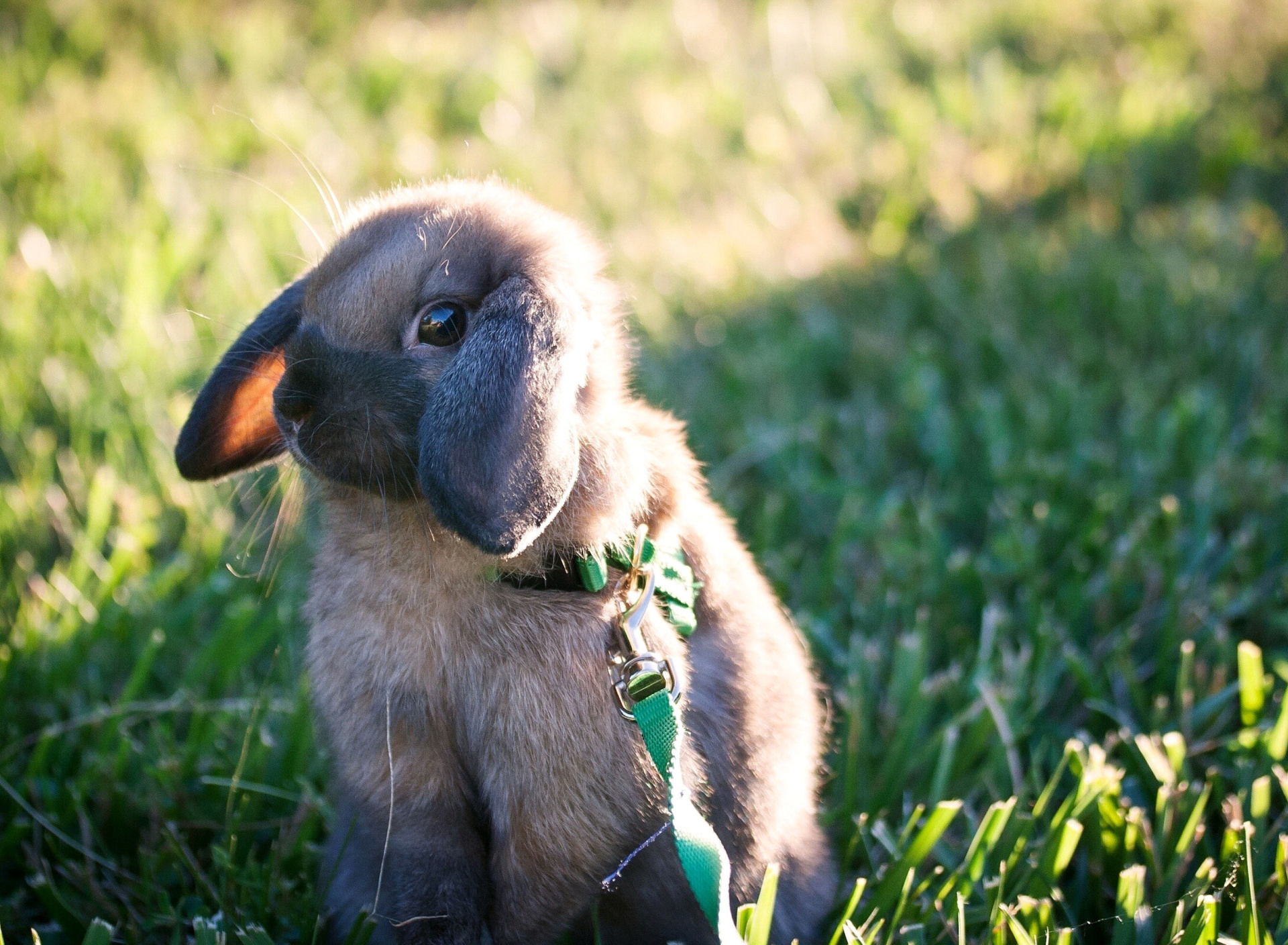 Sfondi Funny And Cute Bunny Rabbit 1920x1408