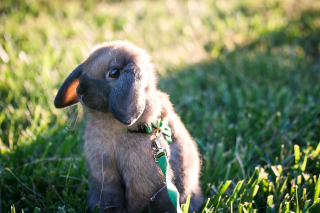 Funny And Cute Bunny Rabbit - Obrázkek zdarma 