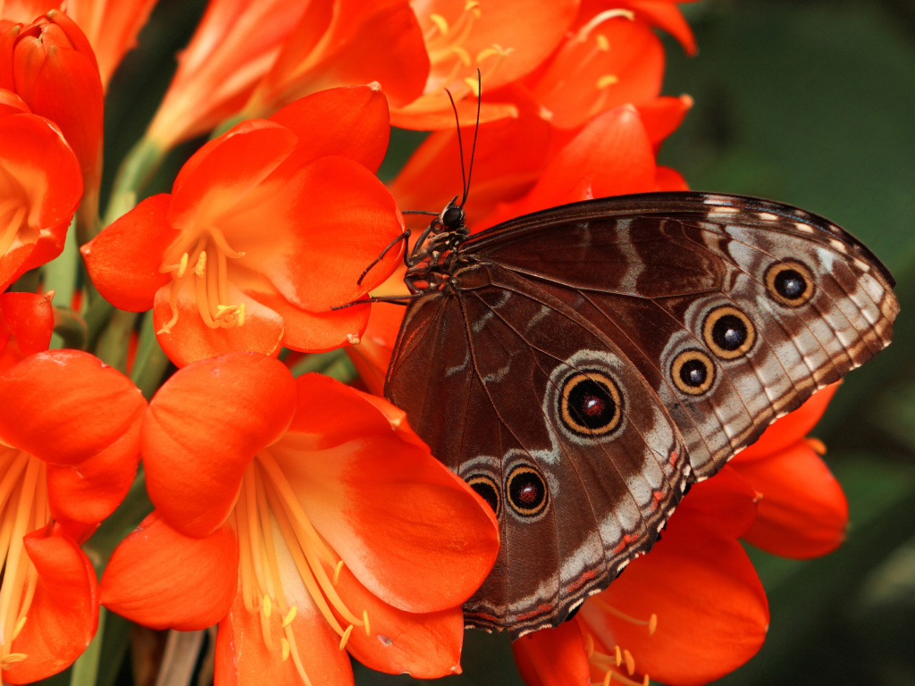 Fondo de pantalla Butterfly 1024x768