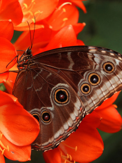 Sfondi Butterfly 240x320