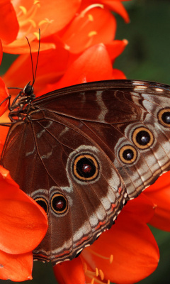 Butterfly screenshot #1 240x400